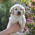 Kiara-female-labrador-retriever-puppy-for-sale- (3)