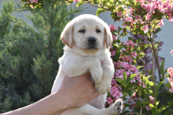 Kiara Labrador Retriever Kiara Labrador Retriever