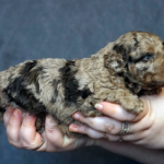 Kingsley-male-Poodle-puppy-for-sale-1