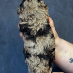 Kingsley-male-Poodle-puppy-for-sale-2