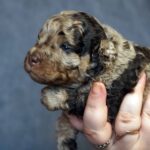 Kingsley-male-Poodle-puppy-for-sale-3