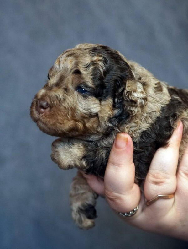 Kingsley Toy Poodle Kingsley Toy Poodle