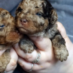 Kingsley-male-Poodle-puppy-for-sale-4