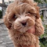 Kinsley-female-Maltipoo-puppy-for-sale-1