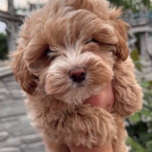 Kinsley Maltipoo Kinsley Maltipoo