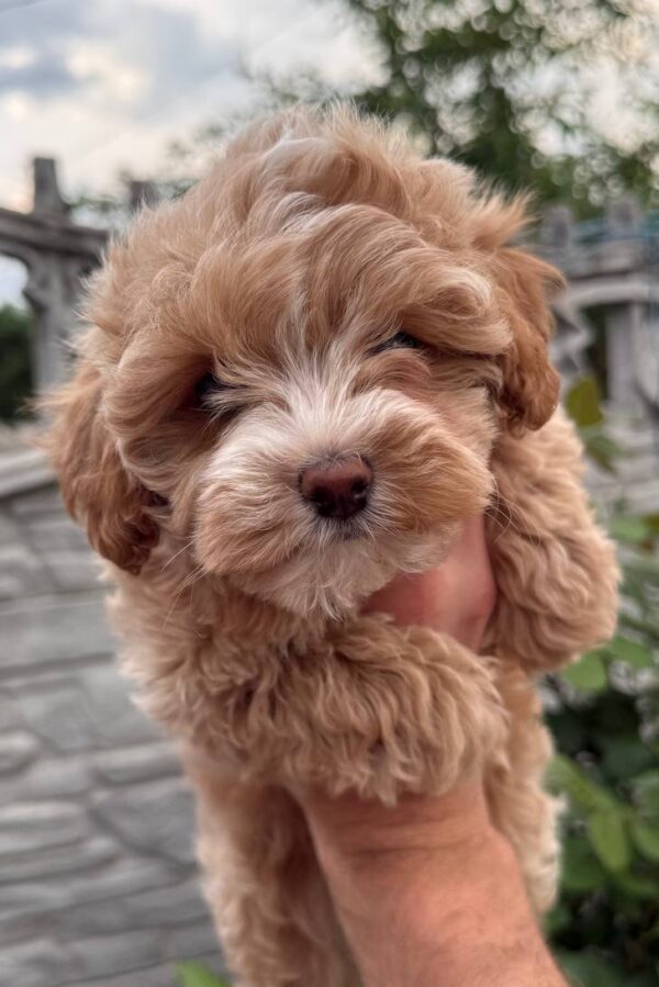 Kinsley Maltipoo Kinsley Maltipoo