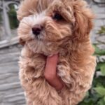 Kinsley-female-Maltipoo-puppy-for-sale-2