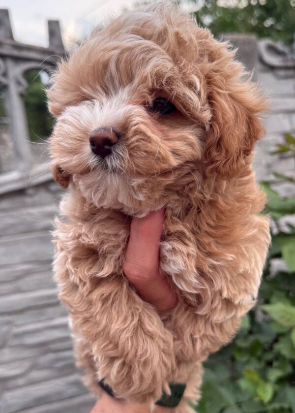 Kinsley Maltipoo Kinsley Maltipoo