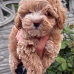 Kinsley-female-Maltipoo-puppy-for-sale-3