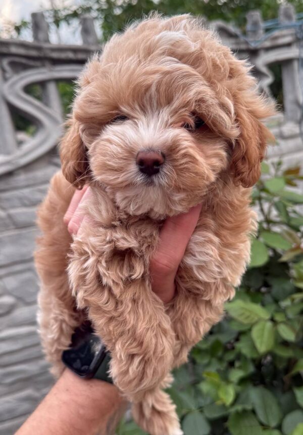 Kinsley Maltipoo Kinsley Maltipoo