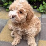 Kinsley-female-Maltipoo-puppy-for-sale-4