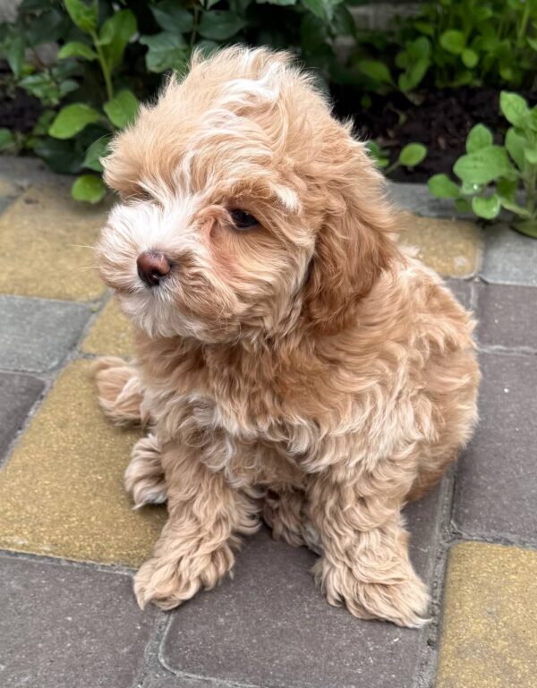 Kinsley Maltipoo Kinsley Maltipoo