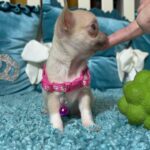 Kiora-female-Chihuahua-puppy-for sale-1