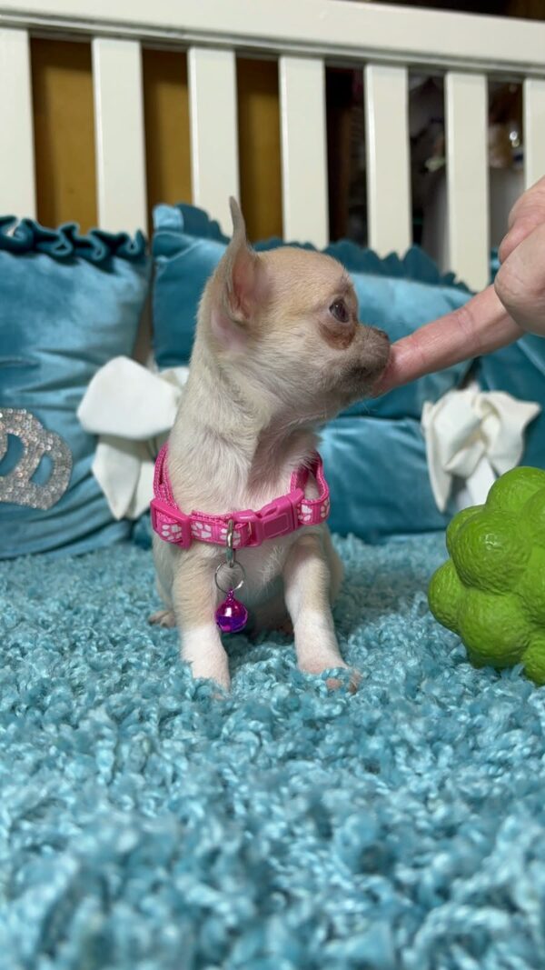 Kiora Chihuahua Kiora Chihuahua