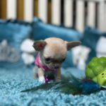 Kiora-female-Chihuahua-puppy-for sale-2