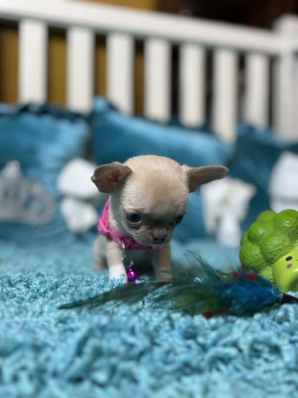 Kiora Chihuahua Kiora Chihuahua