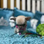 Kiora-female-Chihuahua-puppy-for sale-3