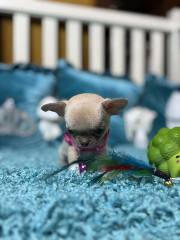 Kiora Chihuahua Kiora Chihuahua