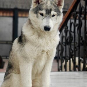 Kira Siberian Husky Kira Siberian Husky