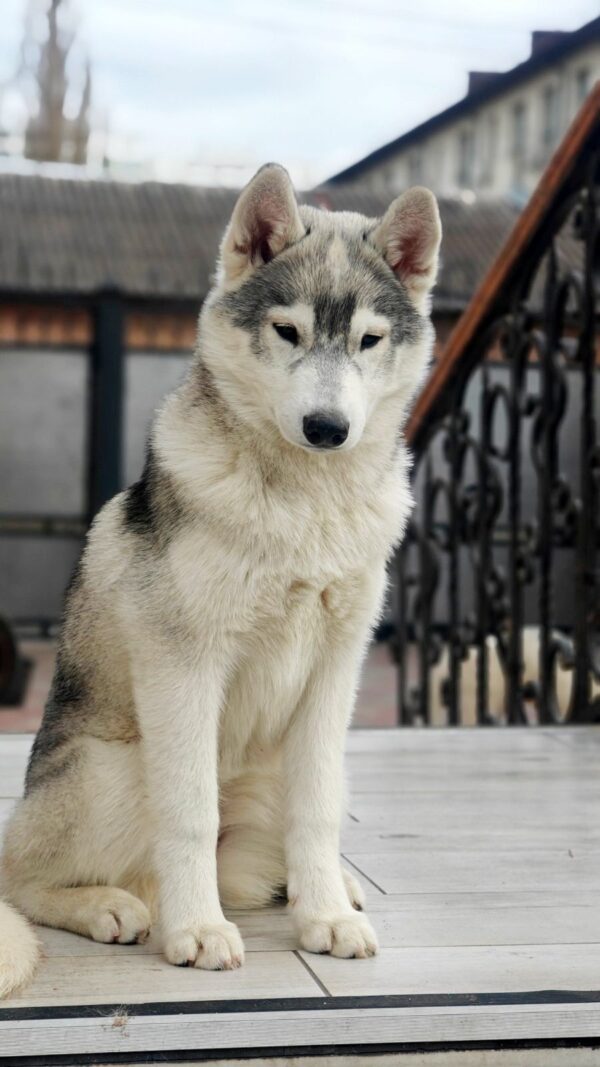 Kira Siberian Husky Kira Siberian Husky