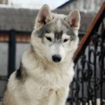 Kira-female-Siberian-husky-puppy-for-sale-2
