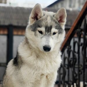Kira Siberian Husky Kira Siberian Husky