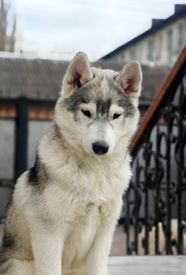 Kira Siberian Husky Kira Siberian Husky