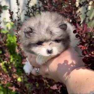 Kirko Pomeranian Kirko Pomeranian