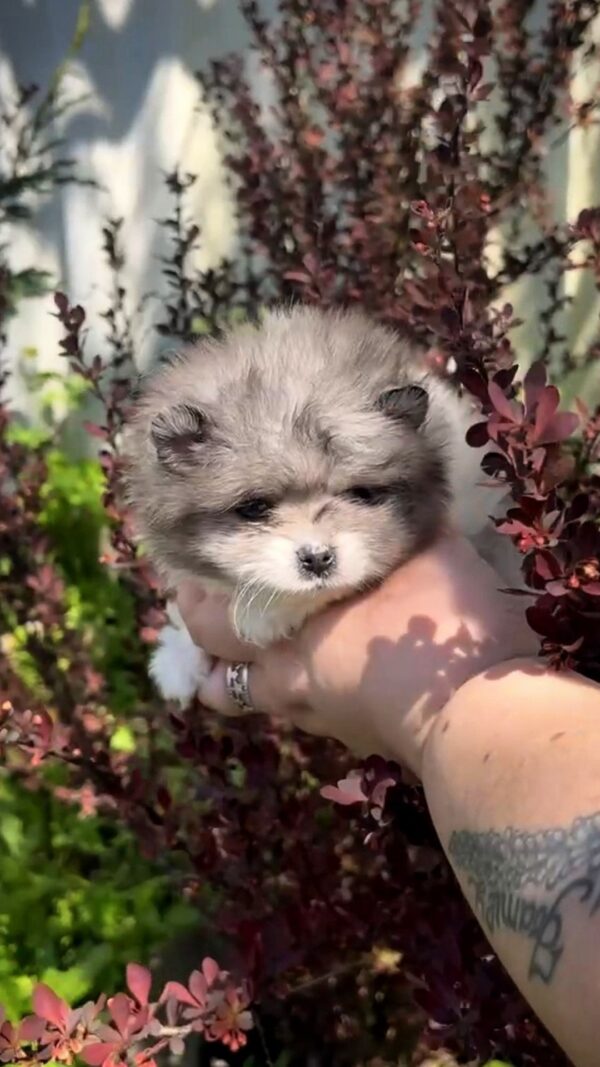 Kirko Pomeranian Kirko Pomeranian