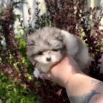 Kirko-male-Pomeranian puppy-for-sale-2