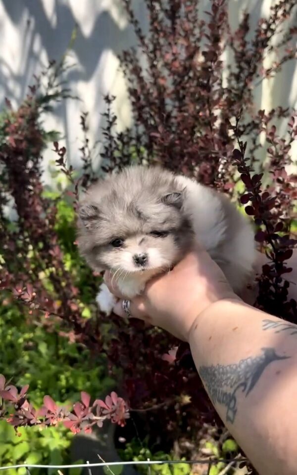 Kirko Pomeranian Kirko Pomeranian