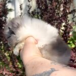 Kirko-male-Pomeranian puppy-for-sale-3