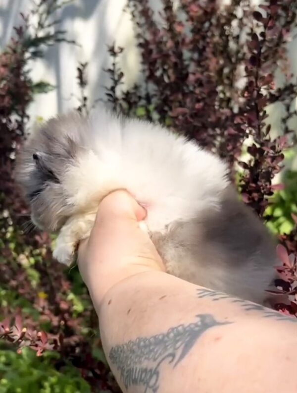 Kirko Pomeranian Kirko Pomeranian