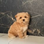 Kitri-female-maltipoo-puppy-for-sale-1 (1)