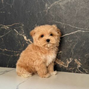 Kitri Maltipoo Kitri Maltipoo