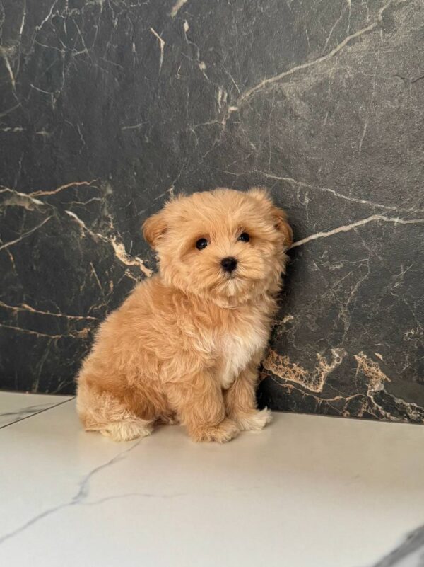 Kitri Maltipoo Kitri Maltipoo