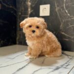 Kitri-female-maltipoo-puppy-for-sale-1 (2)