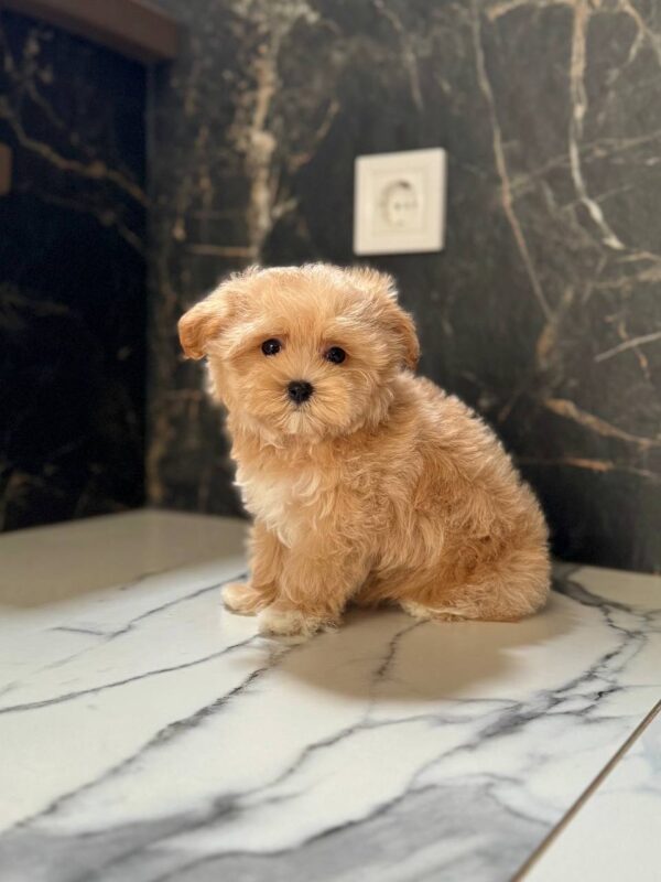 Kitri Maltipoo Kitri Maltipoo