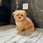Kitri-female-maltipoo-puppy-for-sale-1 (3)