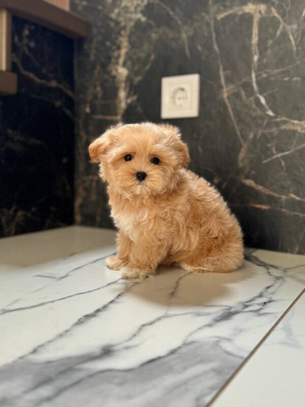 Kitri Maltipoo Kitri Maltipoo