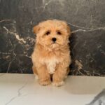 Kitri-female-maltipoo-puppy-for-sale-1 (4)