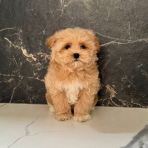 Kitri Maltipoo Kitri Maltipoo