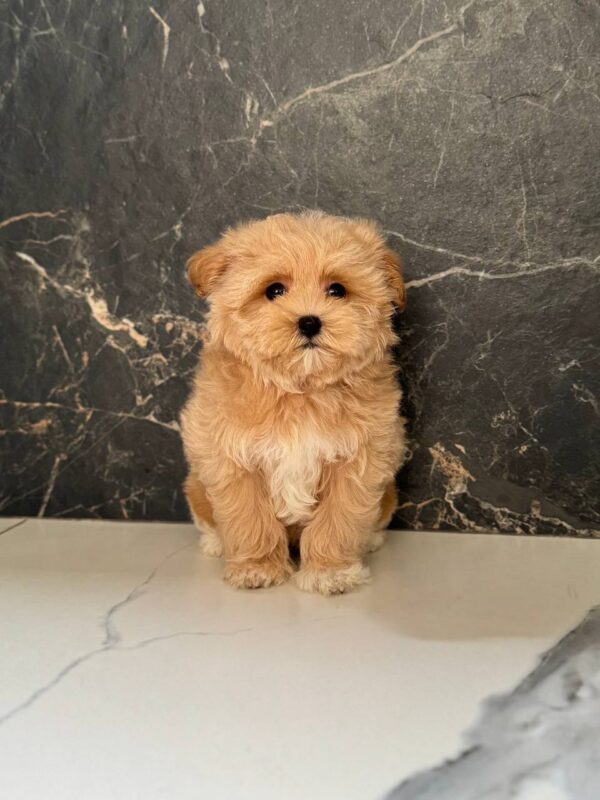 Kitri Maltipoo Kitri Maltipoo