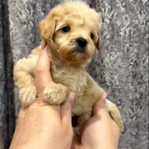 Knox Maltipoo Knox Maltipoo