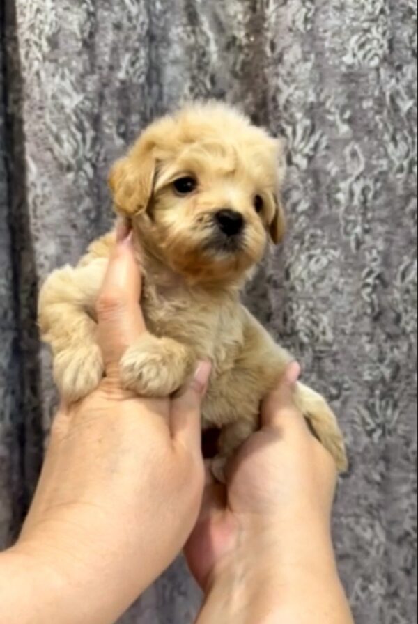 Knox Maltipoo Knox Maltipoo