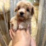 Kobe-male-Maltipoo-puppy-for sale-1