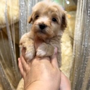 Kobe Maltipoo Kobe Maltipoo