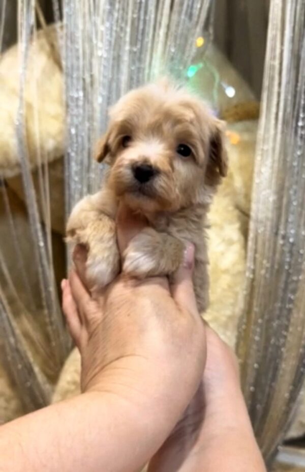 Kobe Maltipoo Kobe Maltipoo