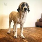 Koha-female-Kangal-puppy-for-sale-2