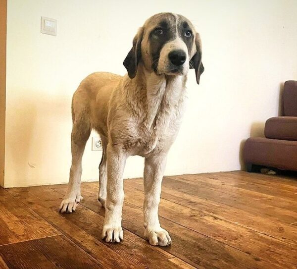 Koha Kangal Koha Kangal